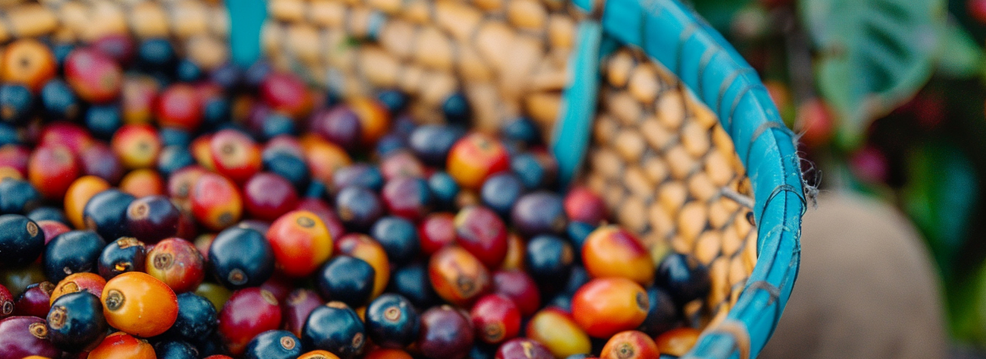 Guatemala Filtre Kahvesi: Doğanın Sunmuş Olduğu Mükemmel Tat